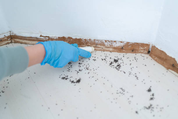 Best Wasp Removal Services  in River Falls, WI